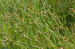 Ozark sedge